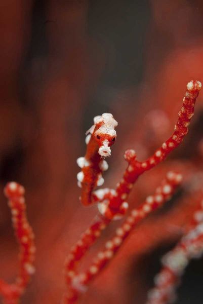 Indonesia, Papua Seahorse turns color of coral